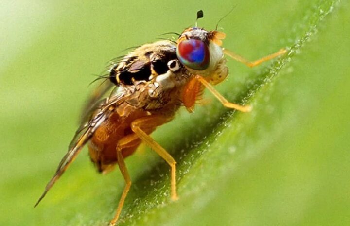 mosca della frutta