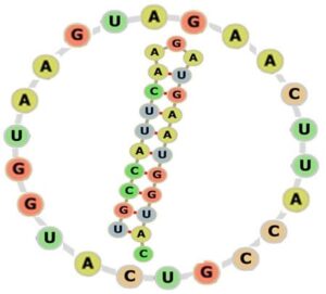 struttura degli RNA circolari